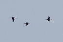 Glossy Ibis - John Hewitt. The first flock seen at Spurn as the species increases in the UK.