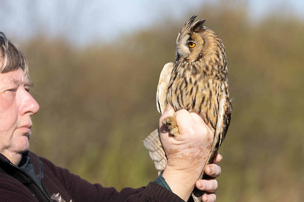 Long-eared Owl with friend. John Hewitt.