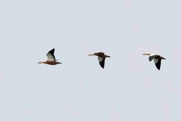 Ruddy Shelducks - John Hewitt. These birds maybe started their journey from Snettisham on the Wash and were seen a Flamborough and then Filey as they headed north.