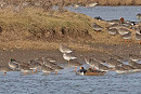 Spotted Redshank (centre) with Redshanks, Black-tailed Godwits, Teal and Wigeon. John Hewitt.