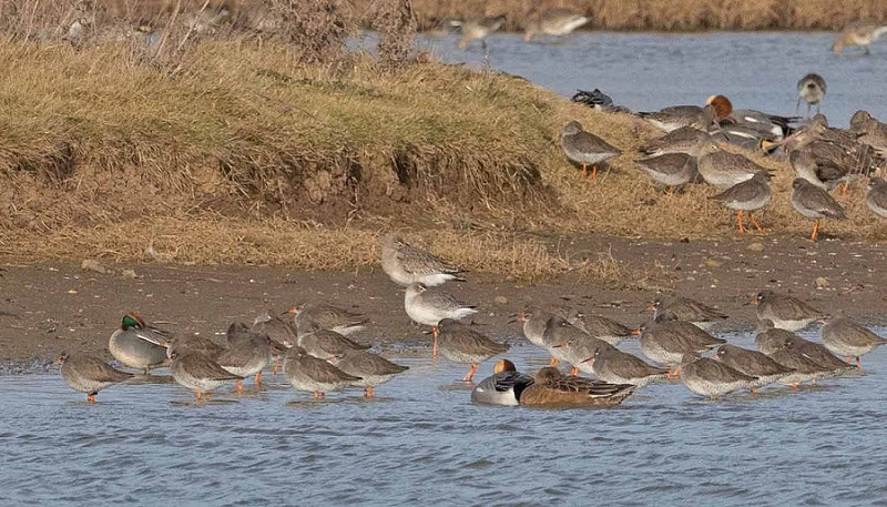 Spotted Redshank (centre) with Redshanks, Black-tailed Godwits, Teal and Wigeon. John Hewitt.