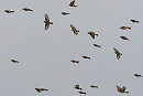 Goldfinches on the move - Jacob Spinks.