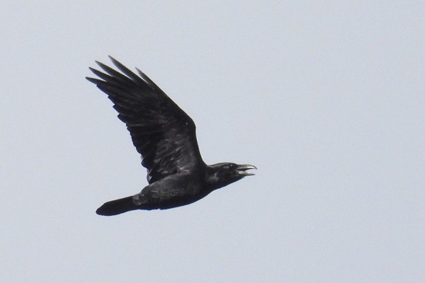 Raven. Jacob Spinks. Seen flying south initially up at Grimston.