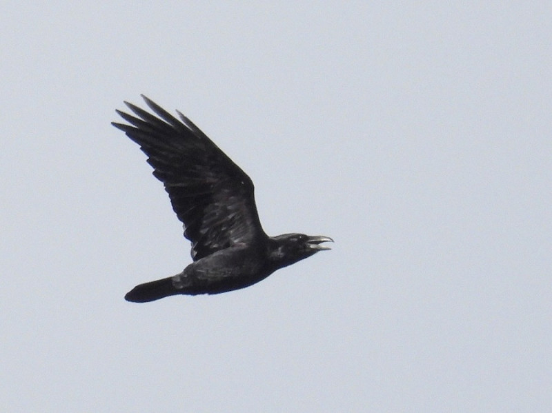 Raven. Jacob Spinks. Seen flying south initially up at Grimston.