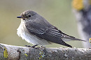 Spotted Flycatcher. Morgan Caygill.