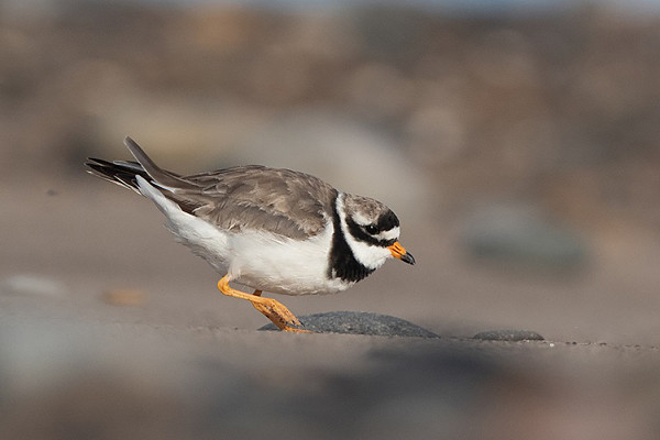 Ringed Plover. Martin Standley.