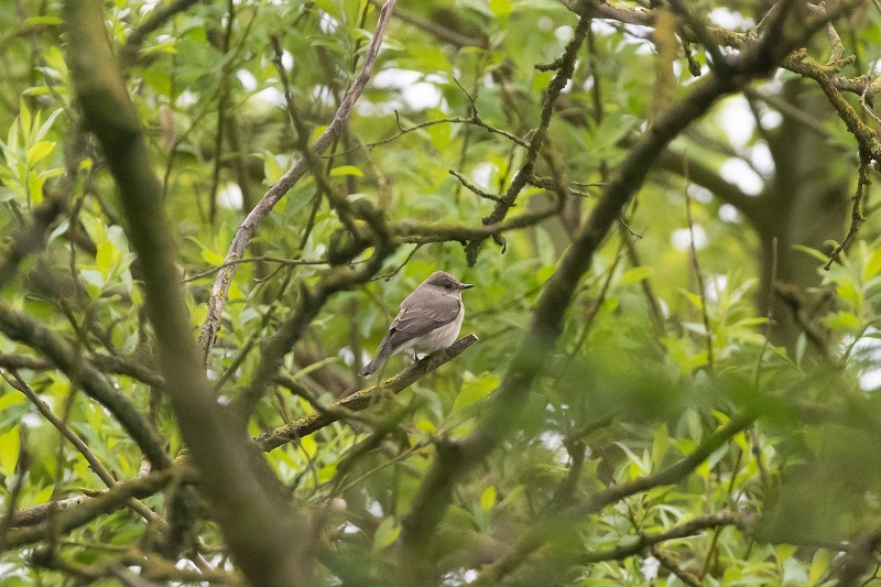 Spotted Flycatcher. Martin Standley.