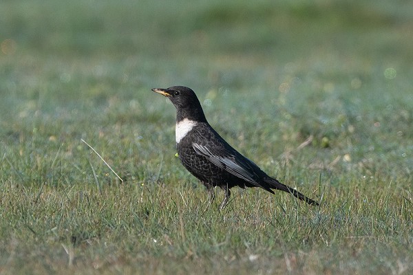 Ring Ouzel. Martin Standley.
