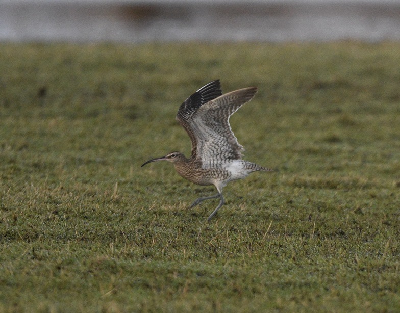 Whimbrel - Martin Standley.