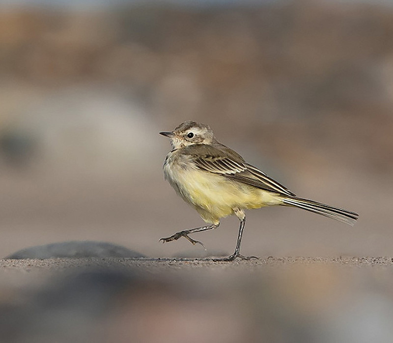 Yellow Wagtail. Martin Standley.