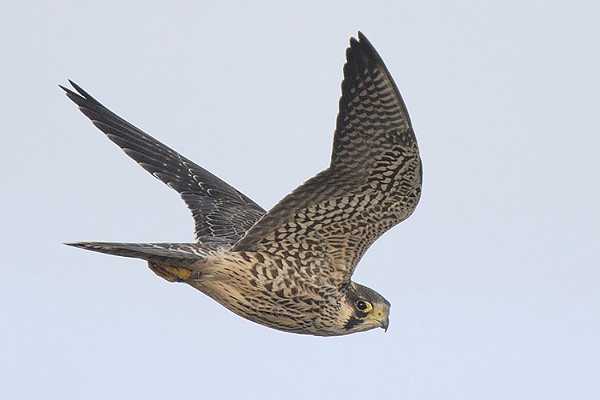 Peregrine. Paul Willoughby.