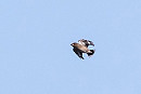 Hawfinch. Peter Sutton.