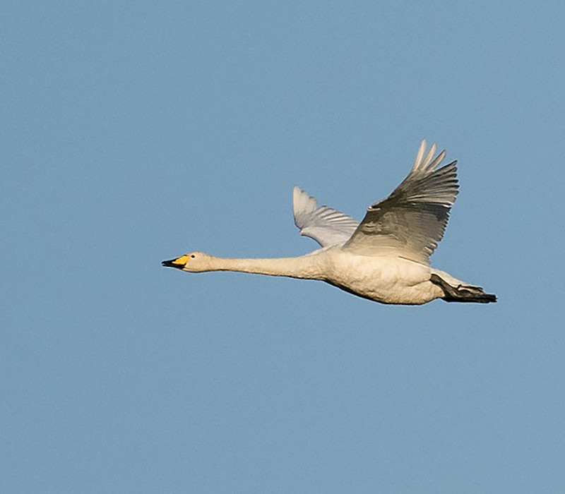 Whooper Swan. Pete Saunders.