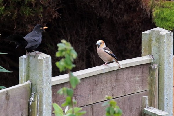 Hawfinch with male Blackbird. A scene more akin to autumn at Spurn. Paul French.