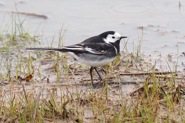Pied Wagtail. Neil Hunt.