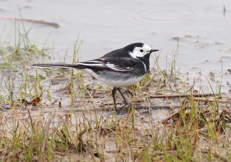Pied Wagtail. Neil Hunt.