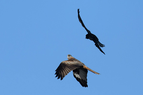 Red Kite with Carrion Crow. Paul Willoughby.