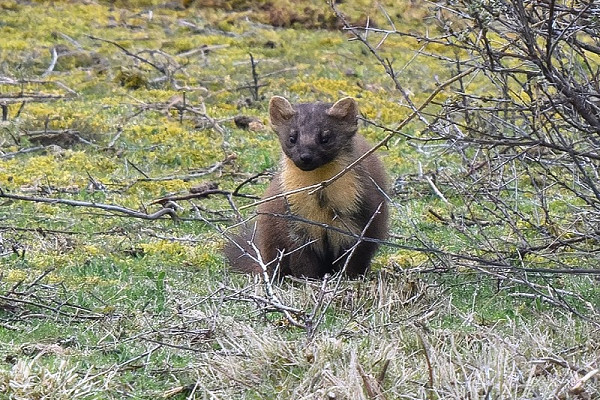 Pine Martin. Paul Willoughby.