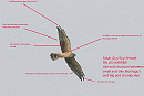 Identification features for Pallid Harrier.