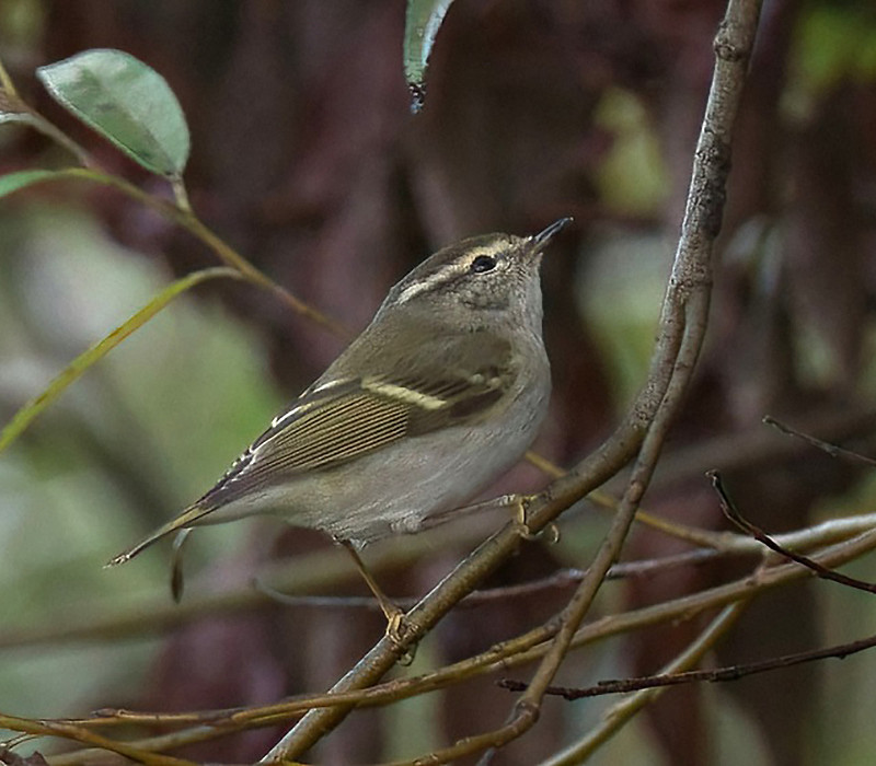Yellow-browed Warbler.  Roy Twigg.