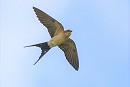 Red-rumped Swallow. Steve Clipperton.