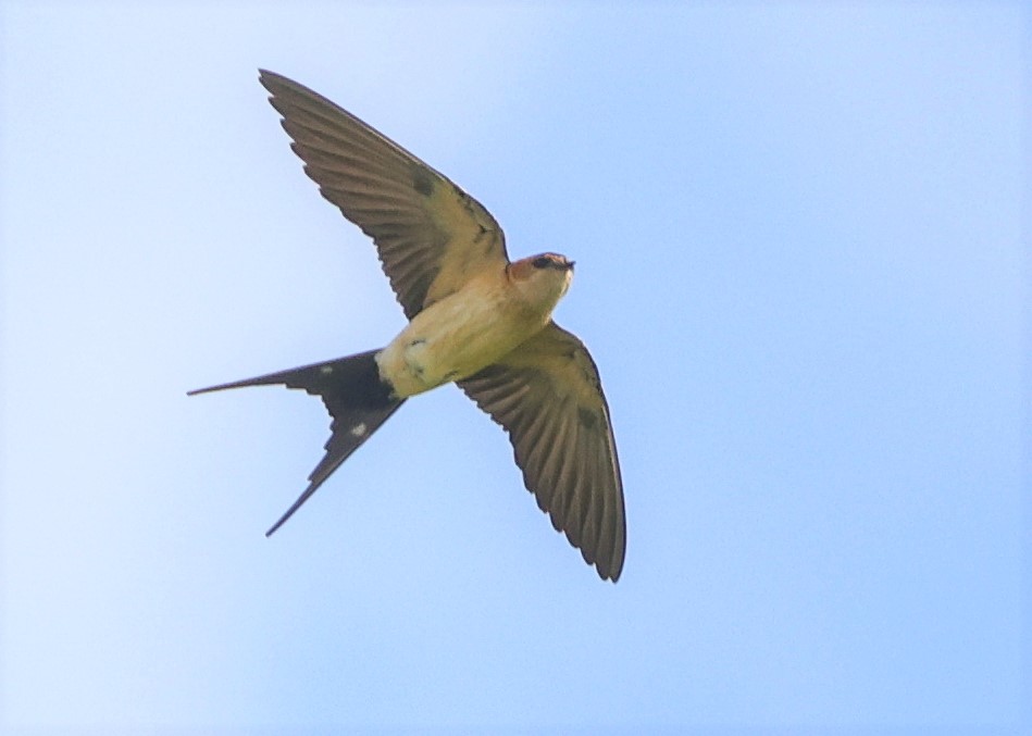 Red-rumped Swallow. Steve Clipperton.