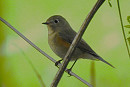Red-flanked Bluetail - Tony Hull.