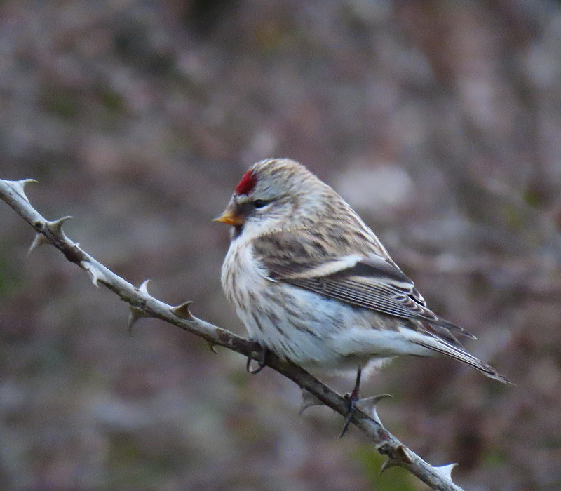 Mealy Redpoll - Tim Jump.