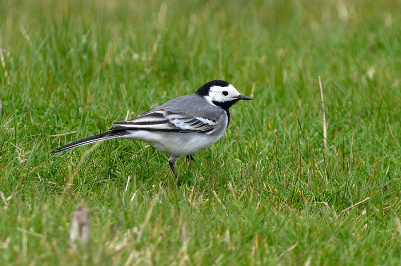 White Wagtail. Thomas Willoughby.