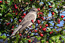 Barred Warbler - Thomas Willoughby.