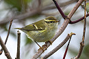 Yellow-browed Warbler - Thomas Willougby.