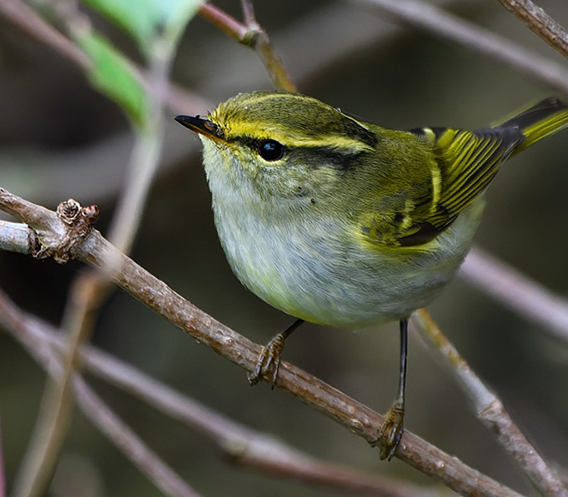 Pallas's Warbler. Thomas Willoughby.