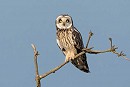 Short-eared Owl. Thomas Willoughby.