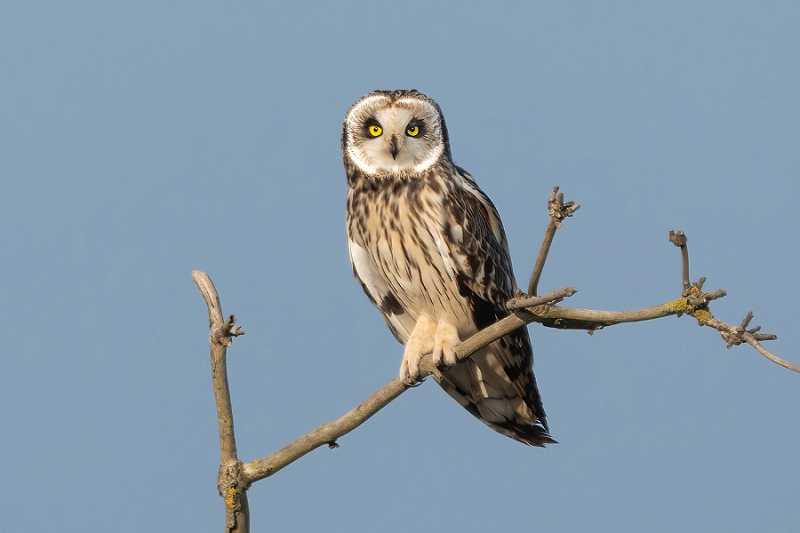 Short-eared Owl. Thomas Willoughby.
