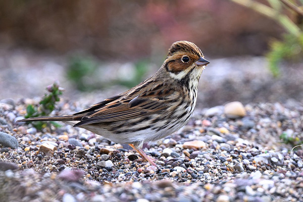 Little Bunting - Thomas Willoughby.