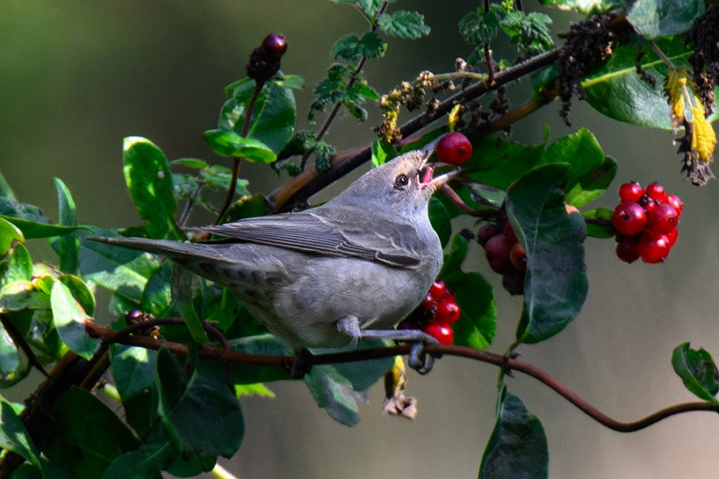 Barred Warbler - Thomas Willoughby.