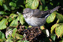 Barred Warbler. Thomas Willoughby.