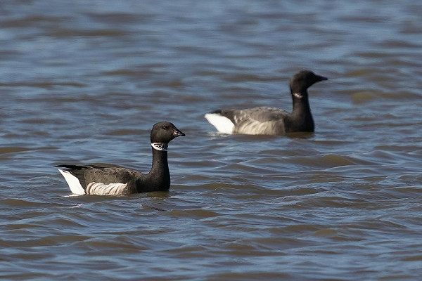 Black Brant with Brent Goose. Tom Wright.