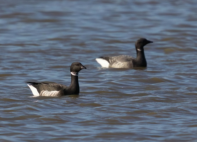 Black Brant with Brent Goose. Tom Wright.
