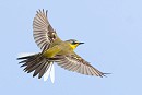 Blue-headed Wagtail. A hint of Yellow Wagtail infiltrating its plumage. Thomas Willoughby.