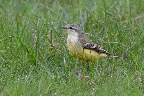 Female Blue-headed Wagtail. Thomas Willoughby.