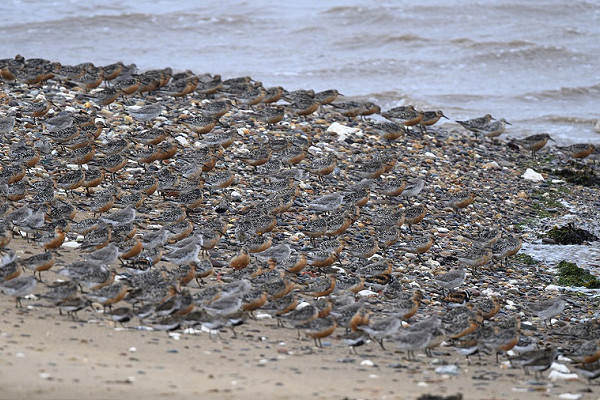Knot and Dunlin - Thomas Willoughby.