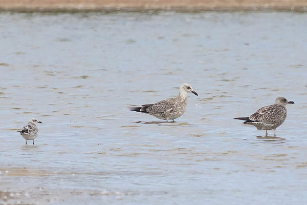 Juvenile Caspian Gull (centre). Tom Wright.