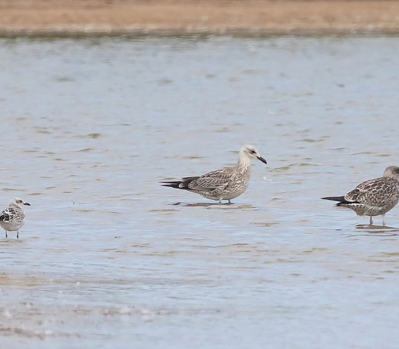 Juvenile Caspian Gull (centre). Tom Wright.