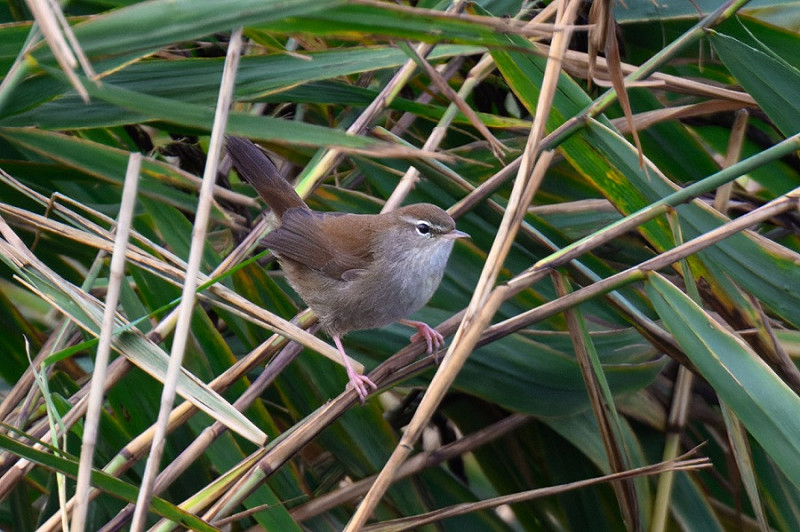 Cetti's Warbler - Thomas Willoughby.
