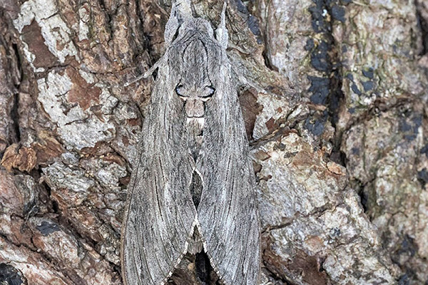 Convolvulus Hawk-moth. Tom Wright.