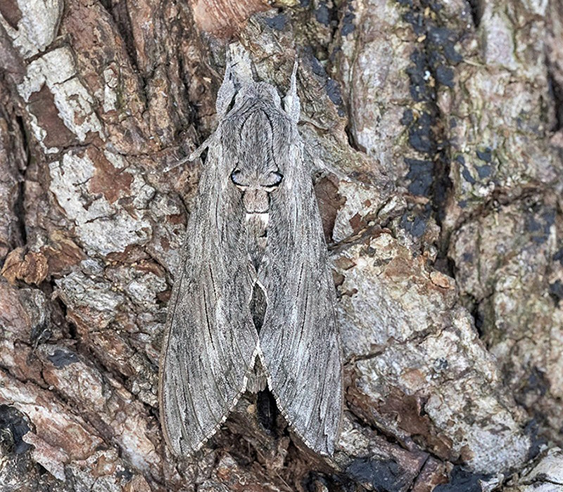 Convolvulus Hawk-moth. Tom Wright.