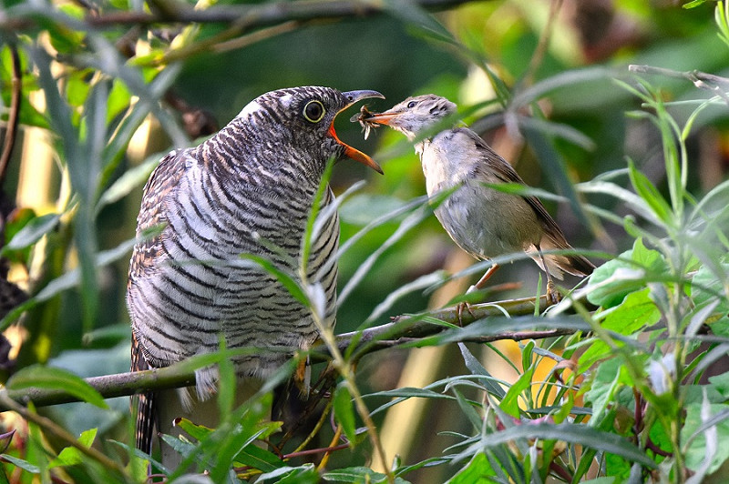 Cuckoo and Reed Warbler foster parent - Thomas Willoughby.