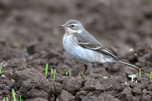 Eastern Yellow Wagtail. Thomas Willoughby.