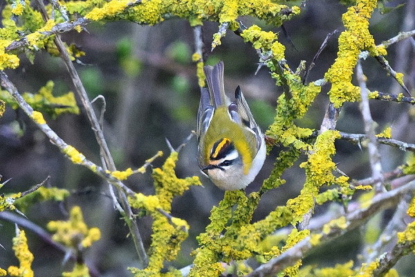 Firecrest. Paul Willoughby.